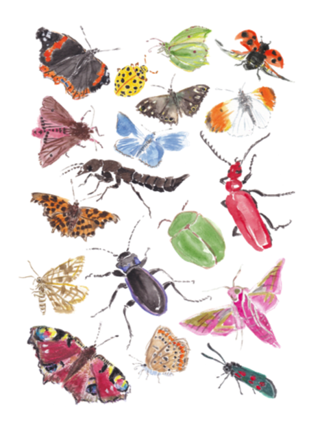Insects Ana Jenkin